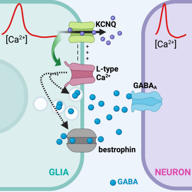 Heading home from #TAGC24. Grateful that I was able to present our latest work on #kcnq channel in #glia and that I made new connections. 

If you want to work on glia/neuron cross talk in health, disease, and #aging. Contact me. We are hiring! #postdoc Lbianchi@med.miami.edu