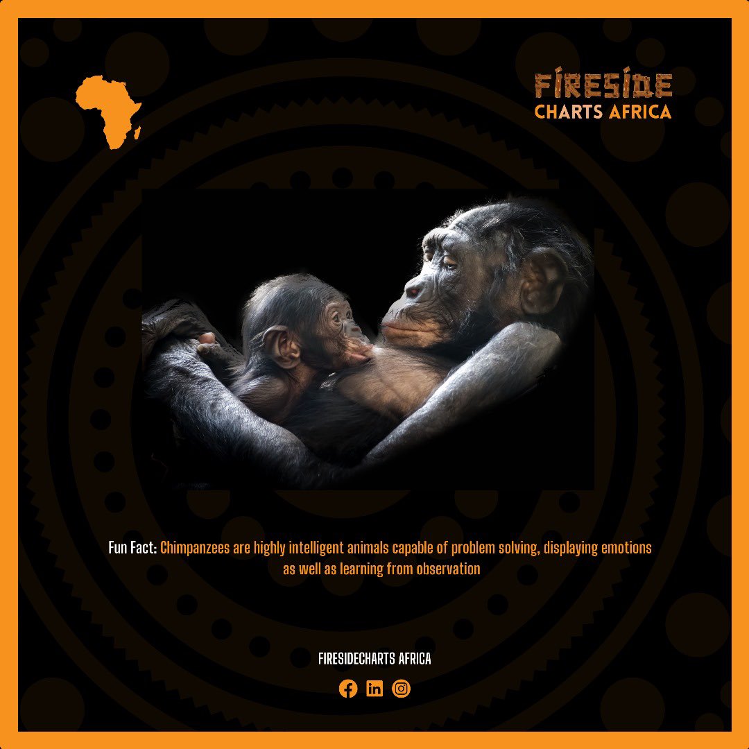FiresidechartsA's tweet photo. #FunFact: Chimpanzees are very Intelligent animals capable of Problem Solving, displaying emotions like empathy and grief as well as learning from observation.
#FunFactSunday #DidYouKnow #Conservation #WordWildLifeDay2024 #Chimpanzees #Tourism #Africa #adventure https://t.co/EQxfDZ9vBH