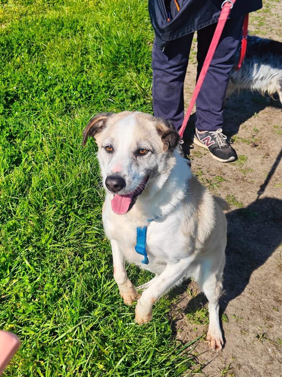 Tommy🎻🎼🎻🎼🎻🎼🎻🎼🎻🎼
 è un cane simpatico ed allegro, purtroppo gli anni stanno scorrendo velocemente per lui senza che venga notato. Tommy va d'accordo con tutti, anche con i gatti. #adottauncanedalcanile

STORIA
Nato a luglio 2018
Un peperino però buonissimo e