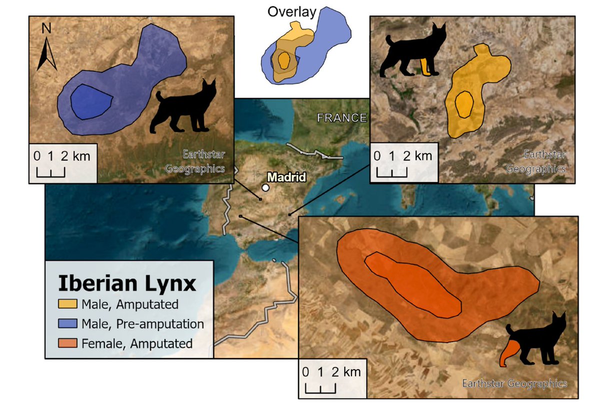 Do large felids on three legs have a chance to survive in the wild? 
Yes, says an recently published paper doi.org/10.1002/ece3.1… - lynx, bobcat and snow leopard, which had lost a leg, were followed for several years. Excellent study!