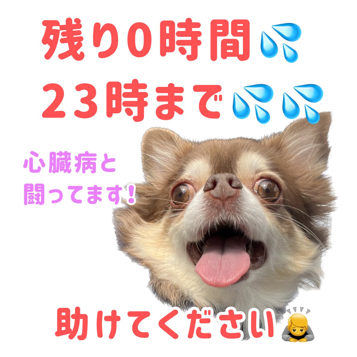 助けてください‼️‼️‼️
お願いします‼️‼️‼️
僧帽弁閉鎖不全症治療費のクラウドファンディング本日23時まで‼️💦💦

【残り約0時間‼️】
【目標まで31万円8千円】

詳細はプロフィールURLからご覧ください🙇
家族が重い病で倒れ、皆様に頼らせていただいています🙇
readyfor.jp/projects/135900