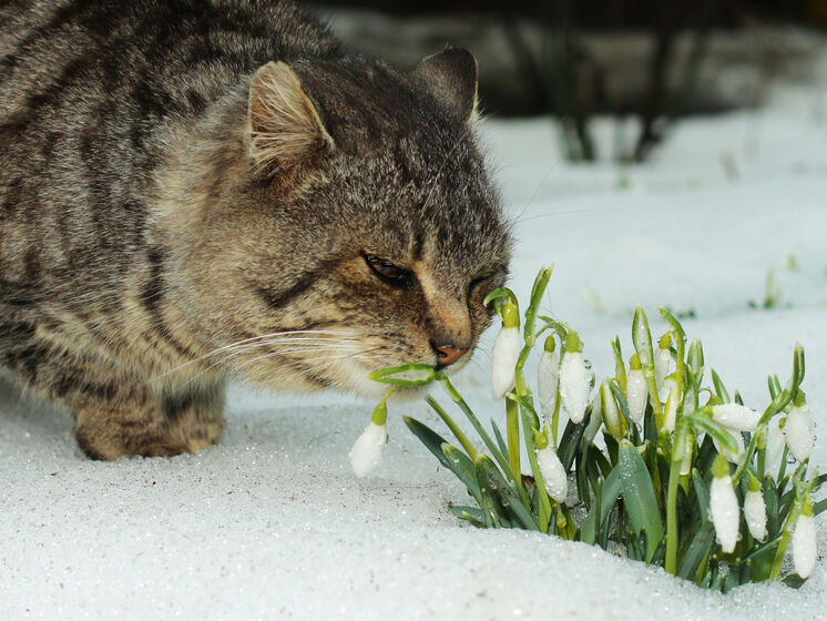 another day, another cat ...
#cat_of_the_day
#photo via depositphotos 
#cats #CatsOfTwitter #springmood #snowdrops