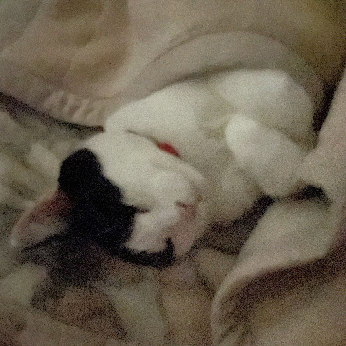 GJ1925's tweet photo. 人のように眠る猫
#猫 https://t.co/0I5qmcOyDJ