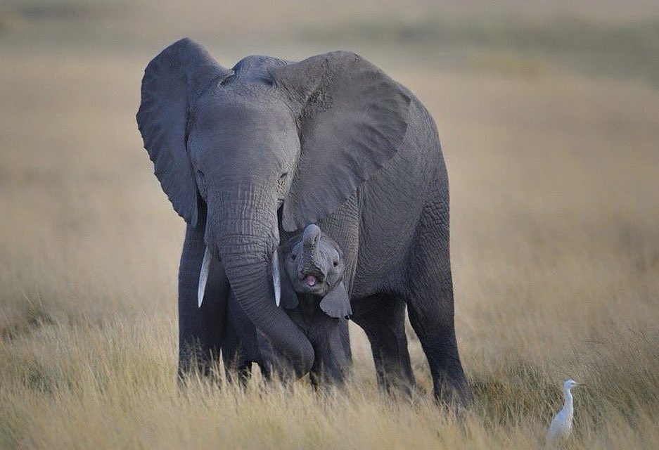 Zimbabwe Elephant Foundation tweet media