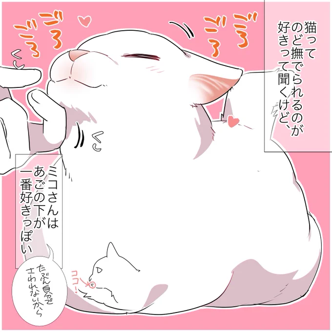 ミコさんを撫でるコツを特別にお教えします
#漫画が読めるハッシュタグ
 #愛されたがりの白猫ミコさん 