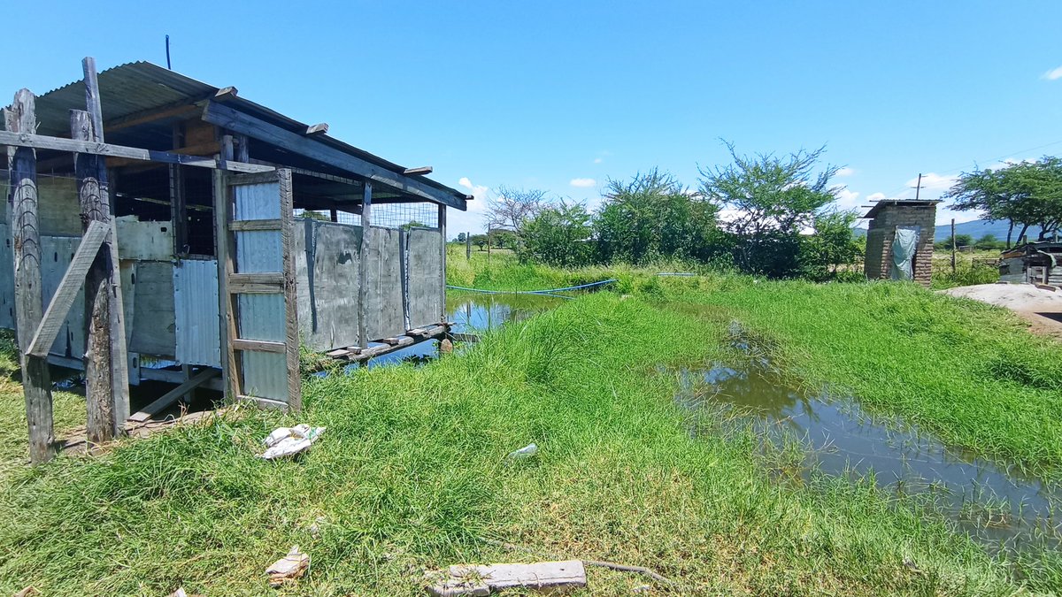 Sisi wazalishaji na Washauri elekezi.
Moja ya center Zetu Mbuyu WA Mjerumani -Babati. Tunazalisha na Mbogamboga pamoja na Ufuta na Mpunga. Tunatarajia kuwa na Mechanisation center Sangaiwe Babati Vijijini.
Tumebobea Katika maZao ya Nafaka, MikundeKunde, Mbogamboga, Viungo