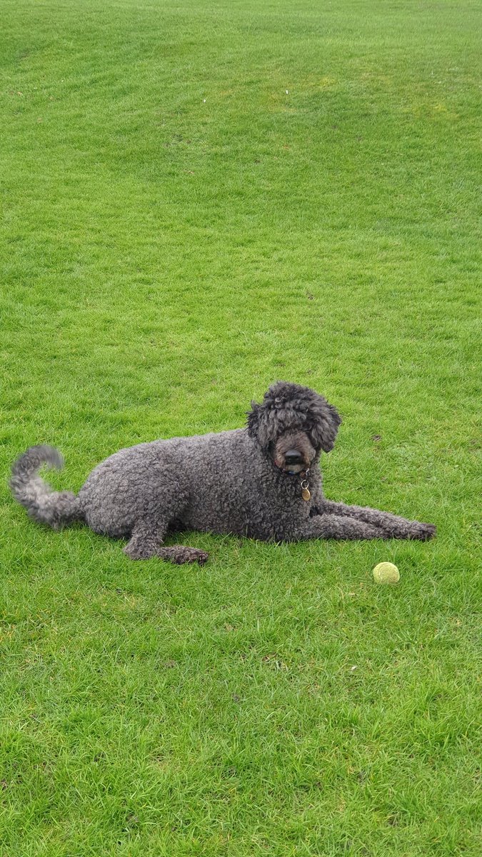 Yesterday was a 3 ball day. 3 'other dogs' balls' found.
2 in the Lodge and 1 at the top of Coos Green.

#Floki the hunter. A ball found makes him very happy.

#NorthBerwick