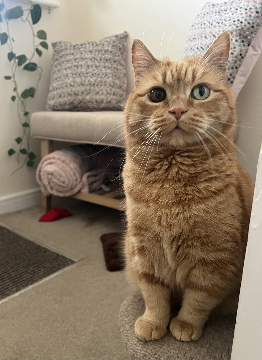 The face of a floof who can’t understand why you’d rather go out in the drizzle than come back upstairs for snuggles with me. 🧡🐾 #CatsOfTwitter