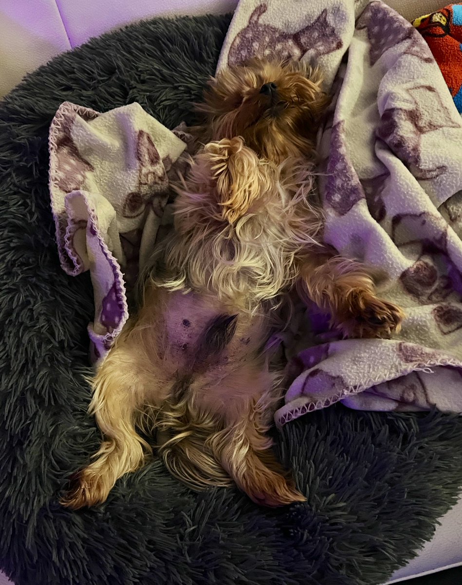 Squad, I have torn or mebbe snapped me cruciate ligament. I’m on bed rest so will be sending sting out on solo patrols - unattended she’s lethal! Good luck zombies. #ZSHQ