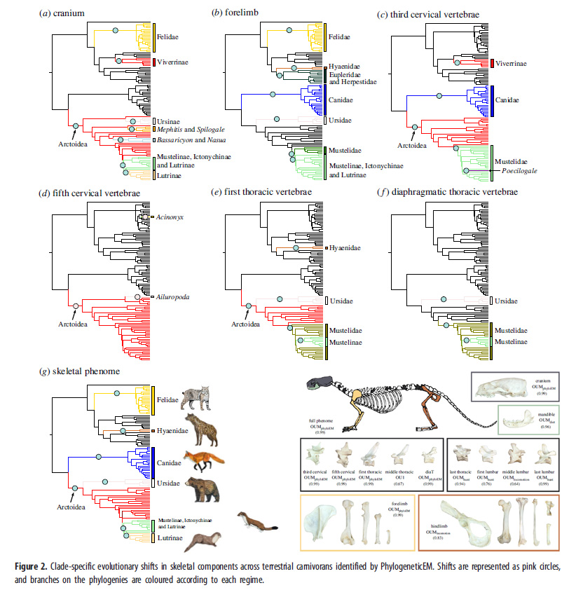 Lovely study on the mosaic evolution of the carnivoran skeleton identifying the different influence of ecology and phylogeny on the evolution mode of the various skeletal componentby <a href="/Chris_J_Law/">Chris Law</a> <a href="/LHlusko/">Prof. Leslea J. Hlusko</a> @Tseng_ZJ 

royalsocietypublishing.org/doi/10.1098/rs…