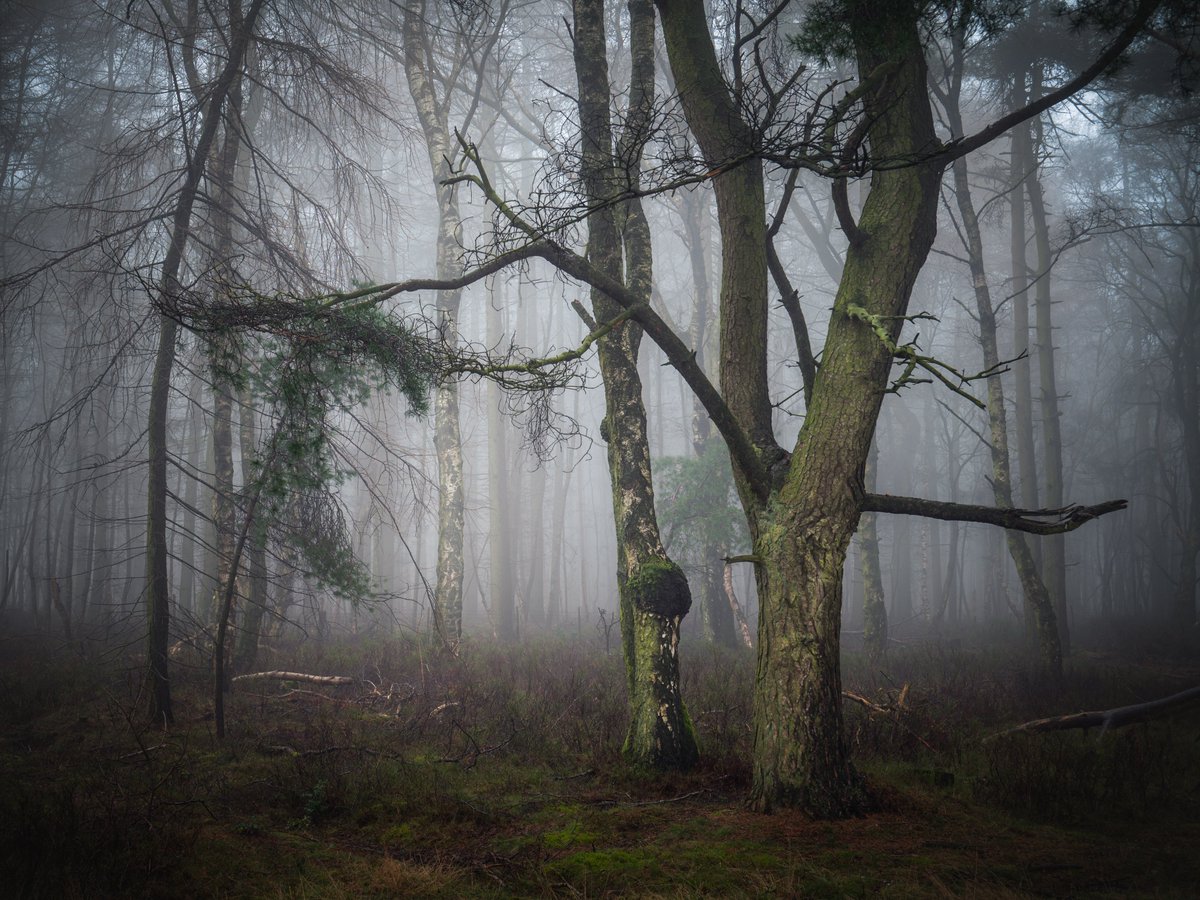 “Into the nether” Heavy vibe in this wood.. #woodlandphotography #trending @UKNikon @NorthYorkMoors