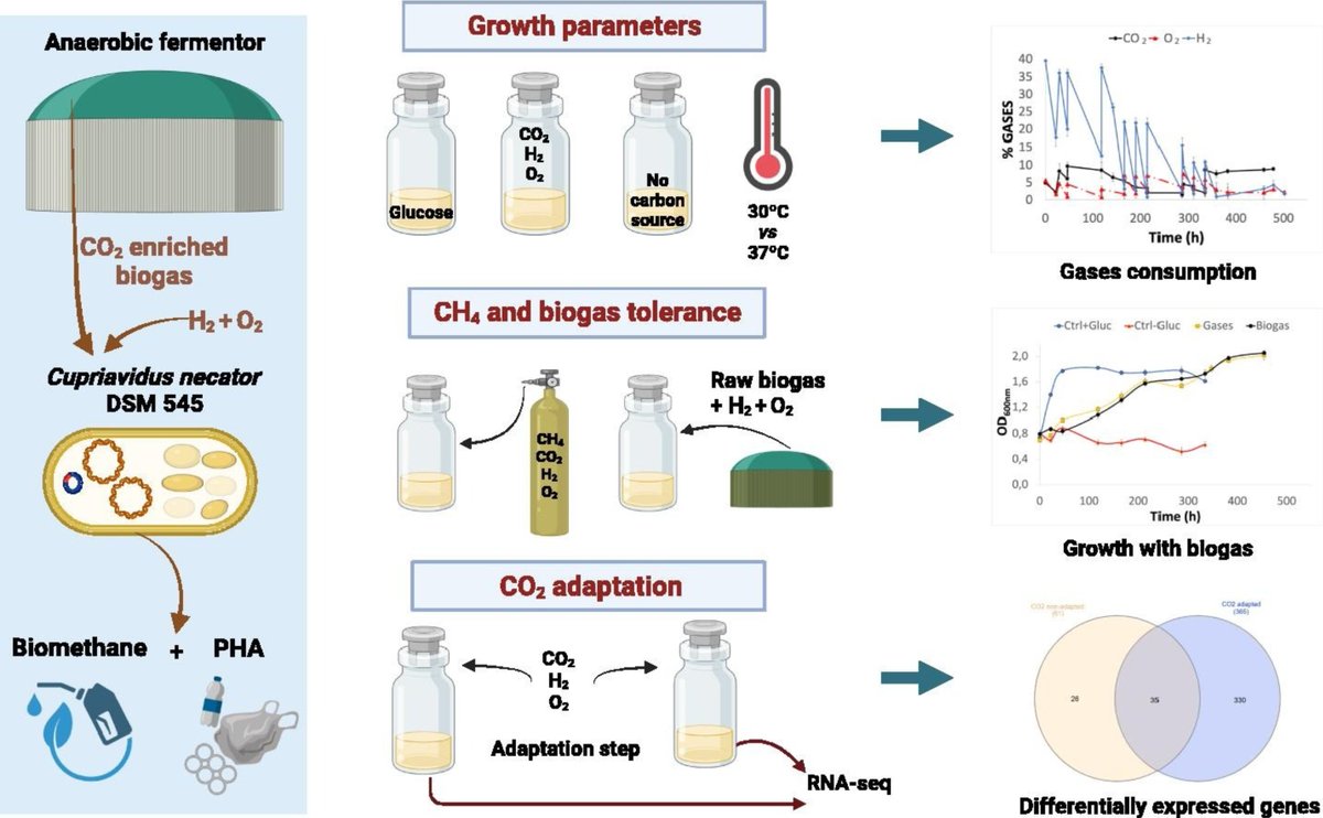 Our paper on Cupriavidus #necator #transcriptomics during #autotrophic growth and its role in #biological #carbon capture from #biogas streams is out! Check it at sciencedirect.com/science/articl… congrats to all the authors! @DiBio_UniPD @resergar @LauraTreu @morlino_silvia @CooceProj