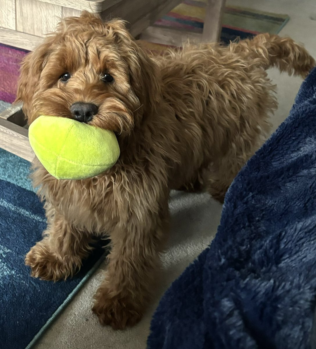 Prof Vikki Rand tweet media