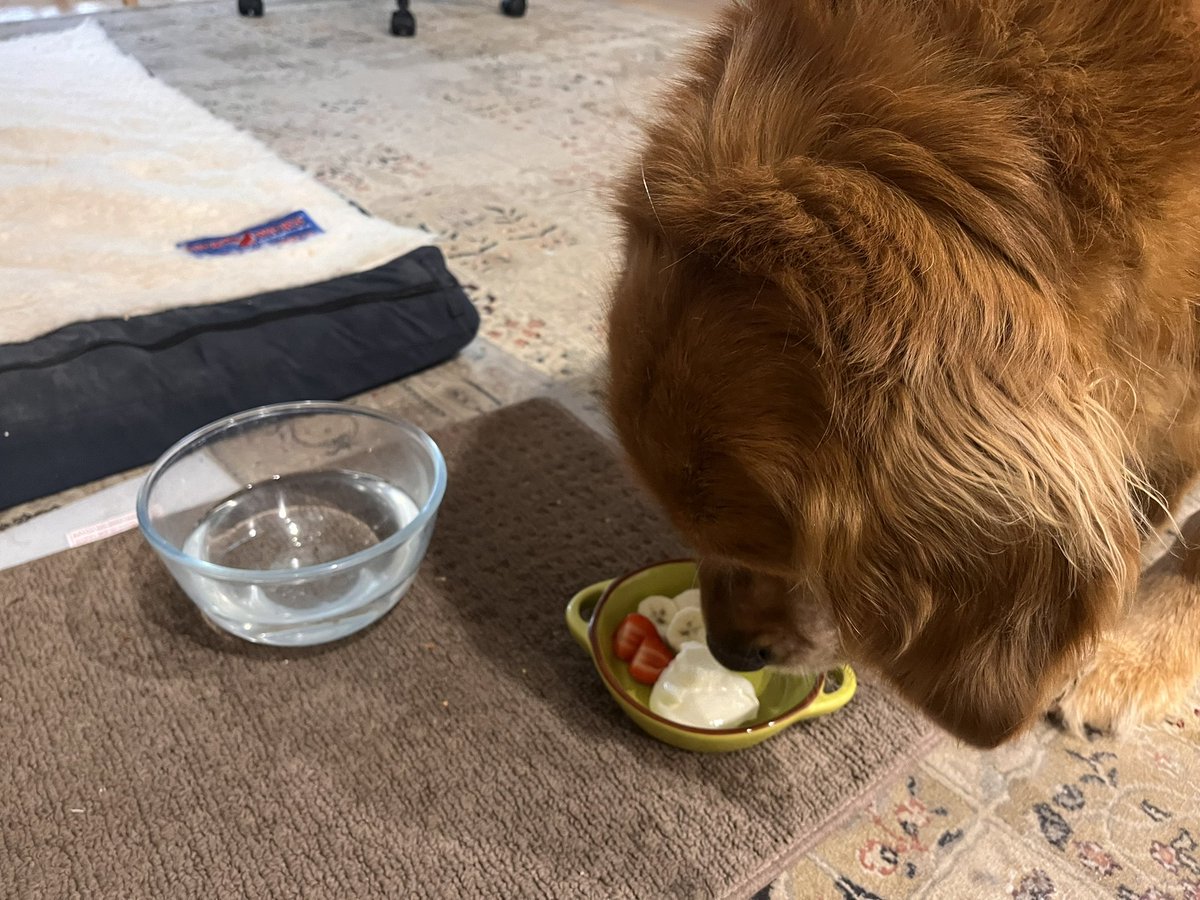 MissBaileyWoof's tweet photo. Question: Bananas or strawberries?
Answer: Both!! https://t.co/KqCFGDazVs