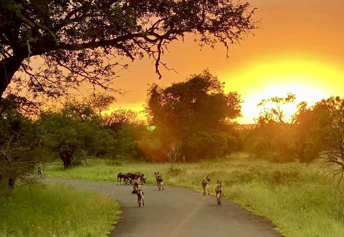 The Priority Species Monitoring team has had some amazing sightings of the Wild Dog pack on the uMkhuze Section of iSimangaliso Wetland Park recently. Since the pack's introduction in 2023, they have been intensively monitored on a daily basis.