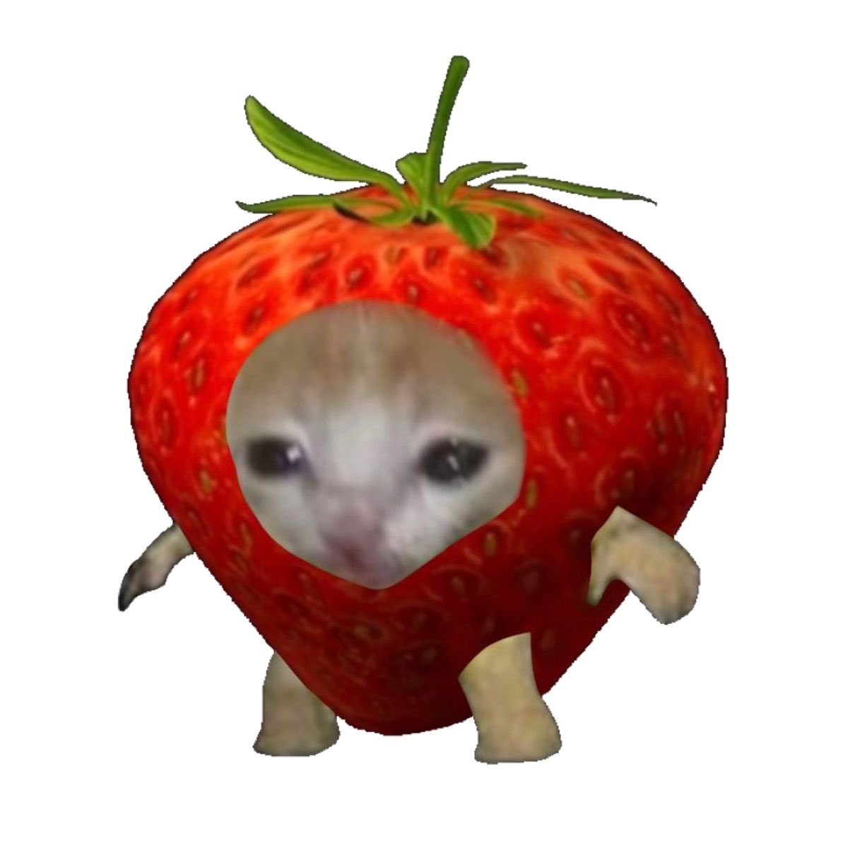 ricky has actually become a strawberry cat now 🍓🐱