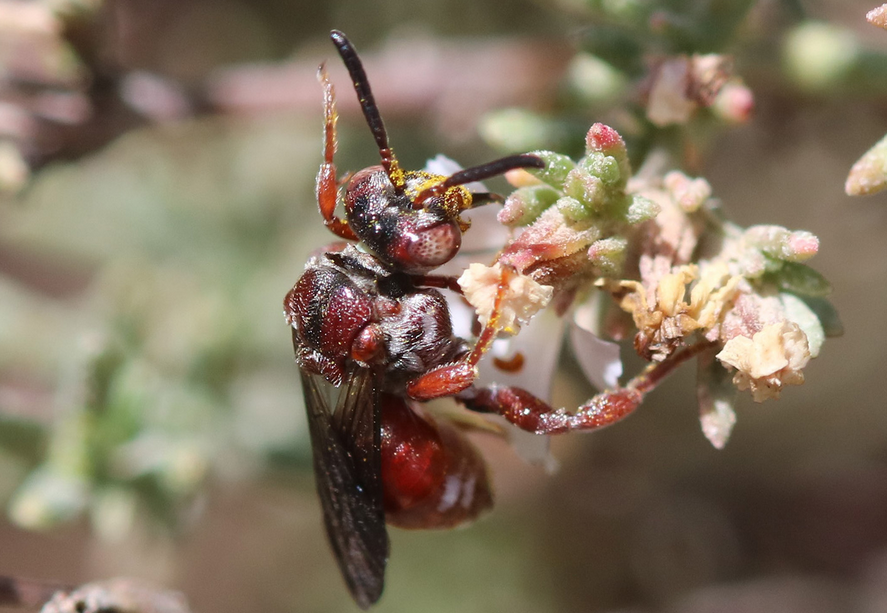 The InBIO Barcoding Initiative Database: DNA barcodes of Iberian Bees bdj.pensoft.net/article/117172…