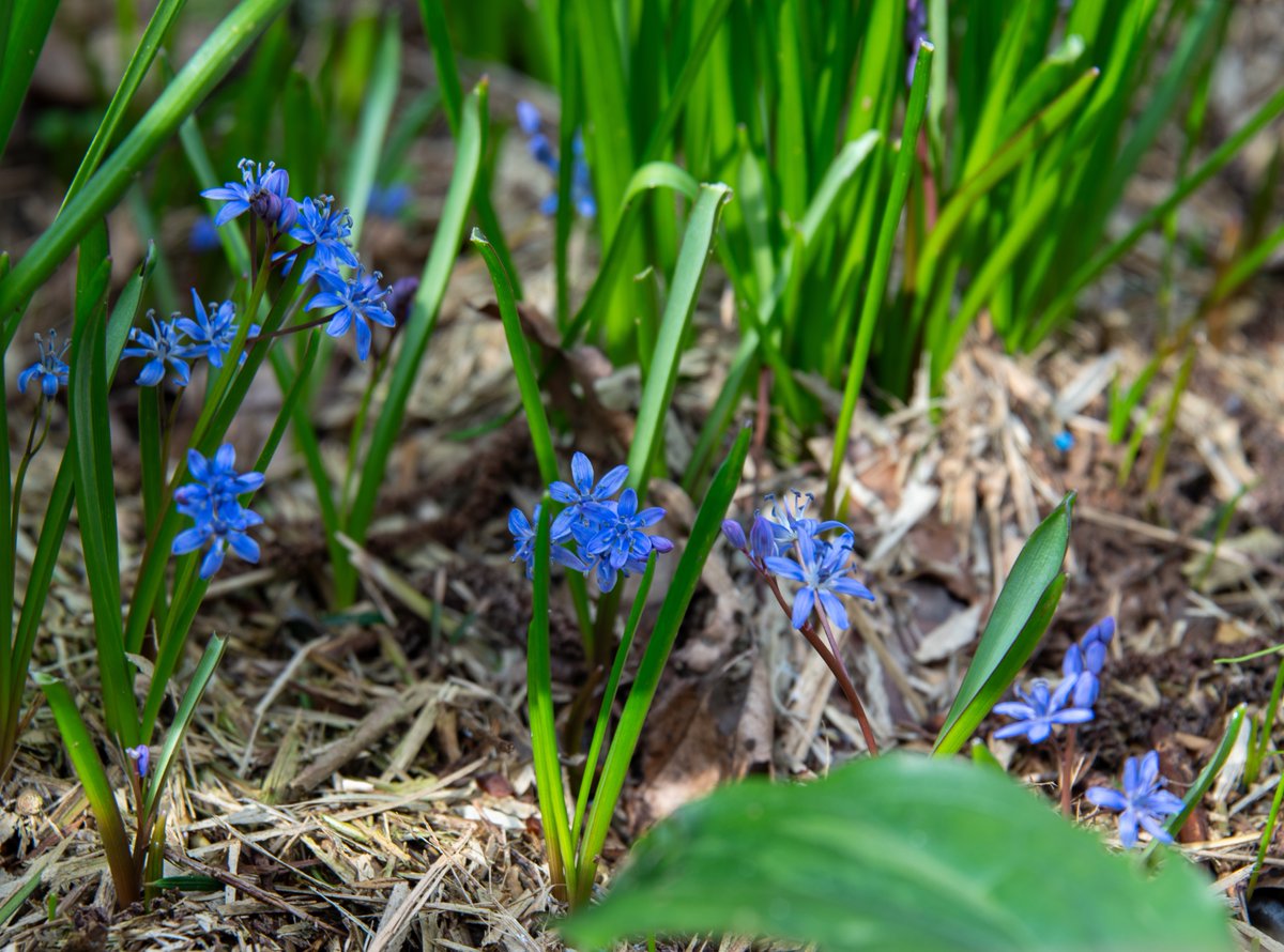 WellensRog's tweet photo. Flowers https://t.co/XIOH7UgPhB