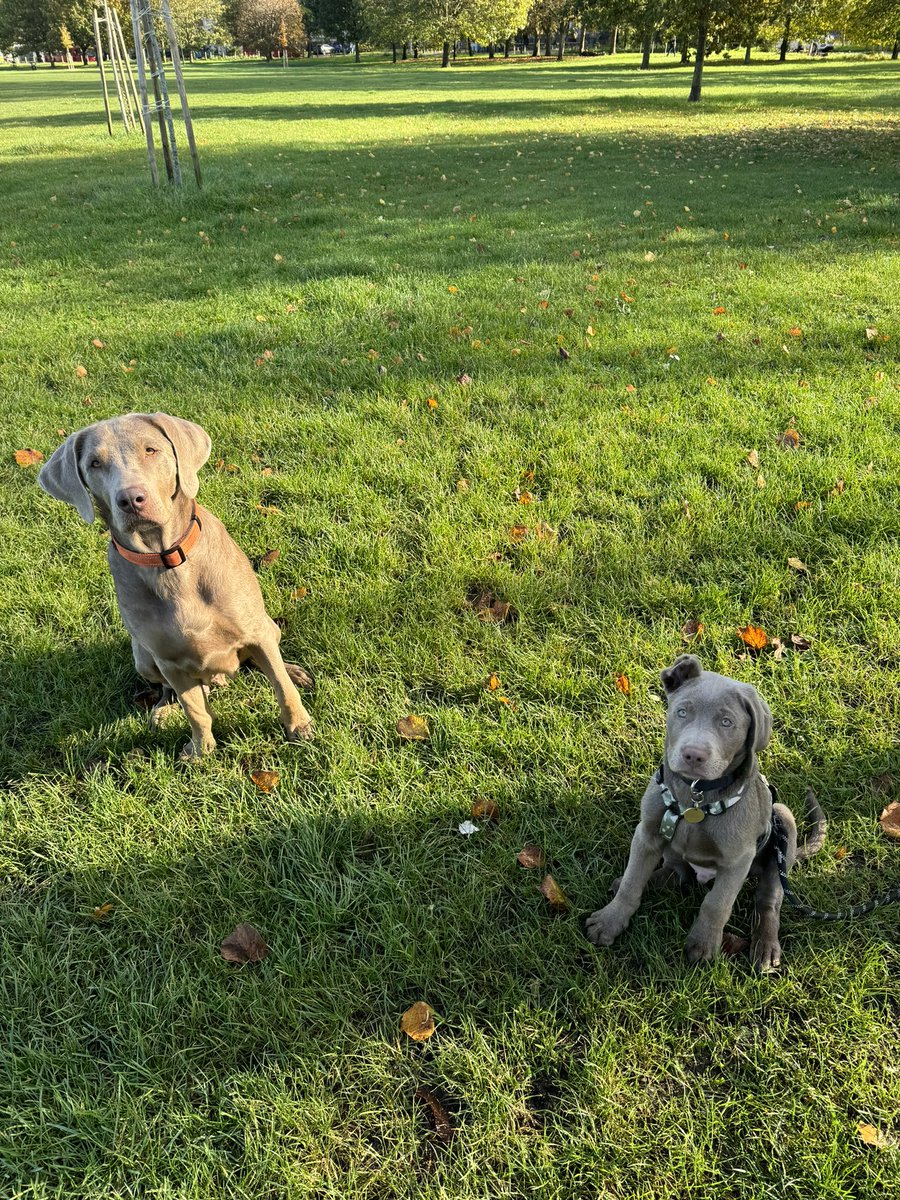 WindmillClapham's tweet image. Happy Mother’s Day to all the wonderful Mums out there, step mums, single mums, dog mums we love you all! 

Monty wanted to celebrate with a pic of him and his beautiful Mum Summer ❤️

#SilverLab