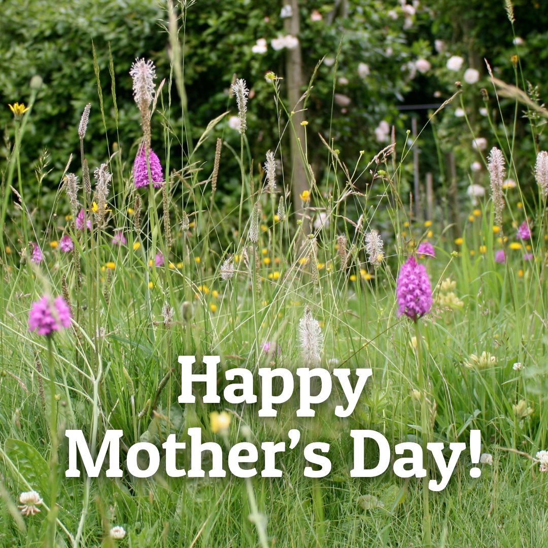 🌷Happy #MothersDay!🌷 

Why not switch the traditional bunch of flowers for a wildflower #meadow this year?🌸

Follow our simple guide to create a beautiful #wildflower garden full of flowers, colours and wildlife 🌼🐝

👉 bit.ly/3Irc7lx

#gardening #wildflowers