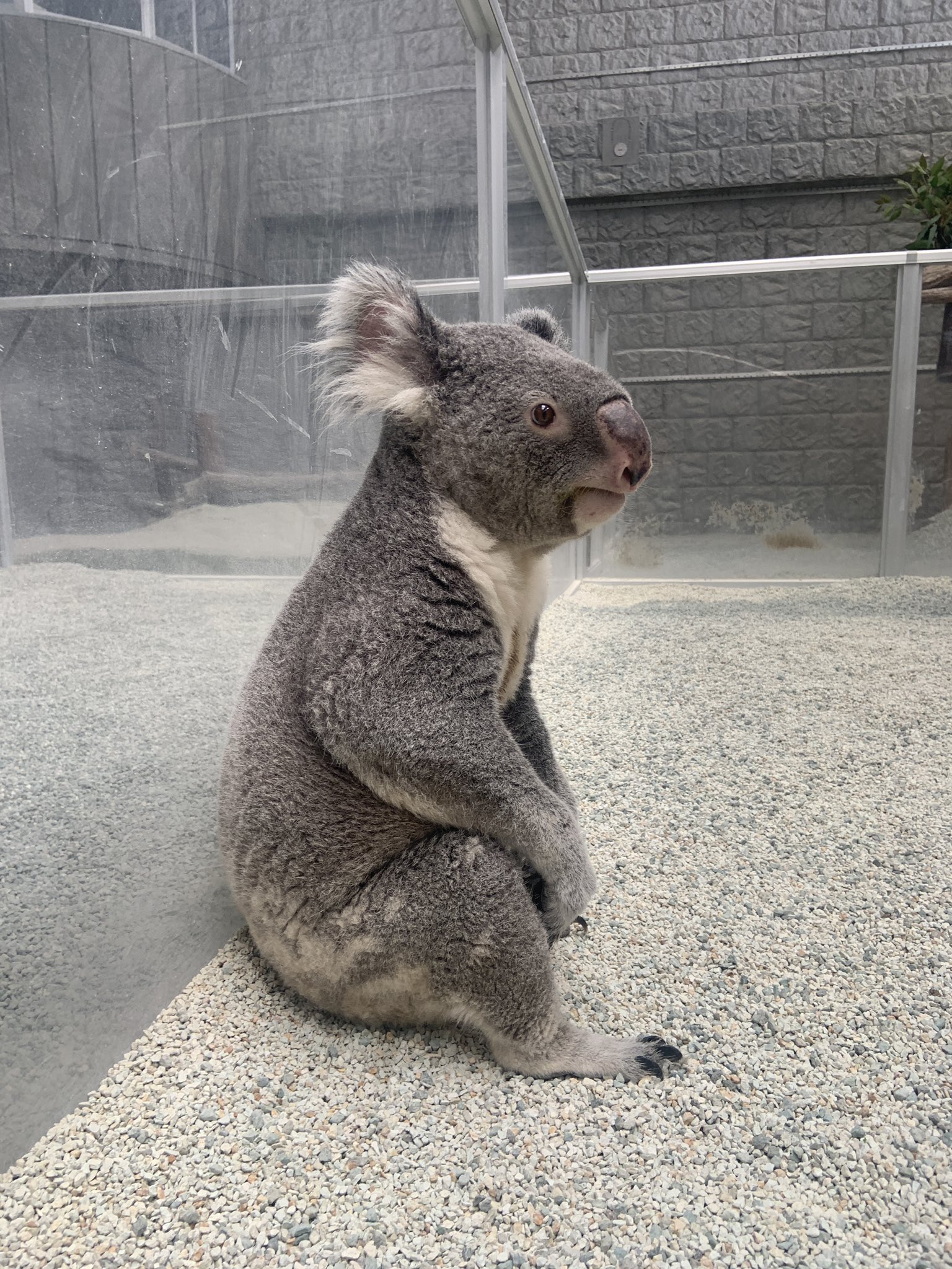 淡路ファームパーク イングランドの丘【公式】 on X