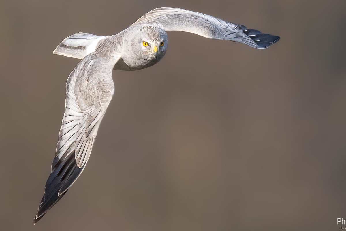 Phil Gower tweet media