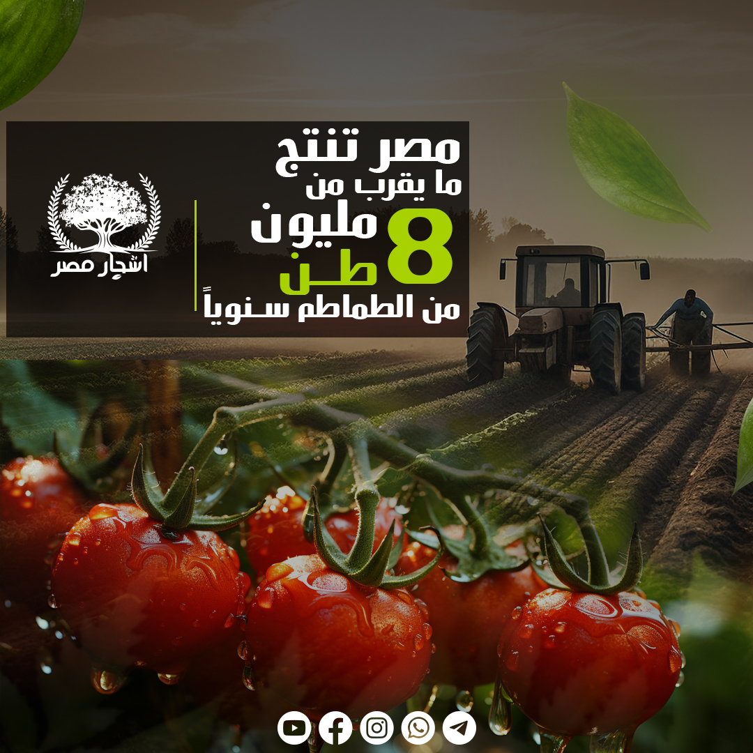 Ashgar Misr (@Ashgar_Misr) / Posts / X