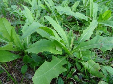 Anytime you suspect your food or drink has been poisoned, get dandelion leaves &amp; chew 3-5 leaves as soon as possible. 

Afterwards boil the leaves &amp; drink as tea everyday till symptoms stop. 
#NO to poison killings this year. NATURE HEALS.