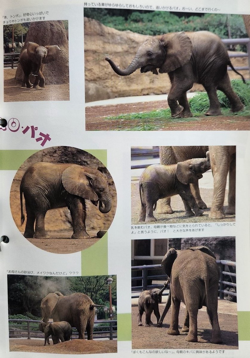 アフリカゾウ「パオ（1998～2007）」富士サファリパークへ 『どうぶつ