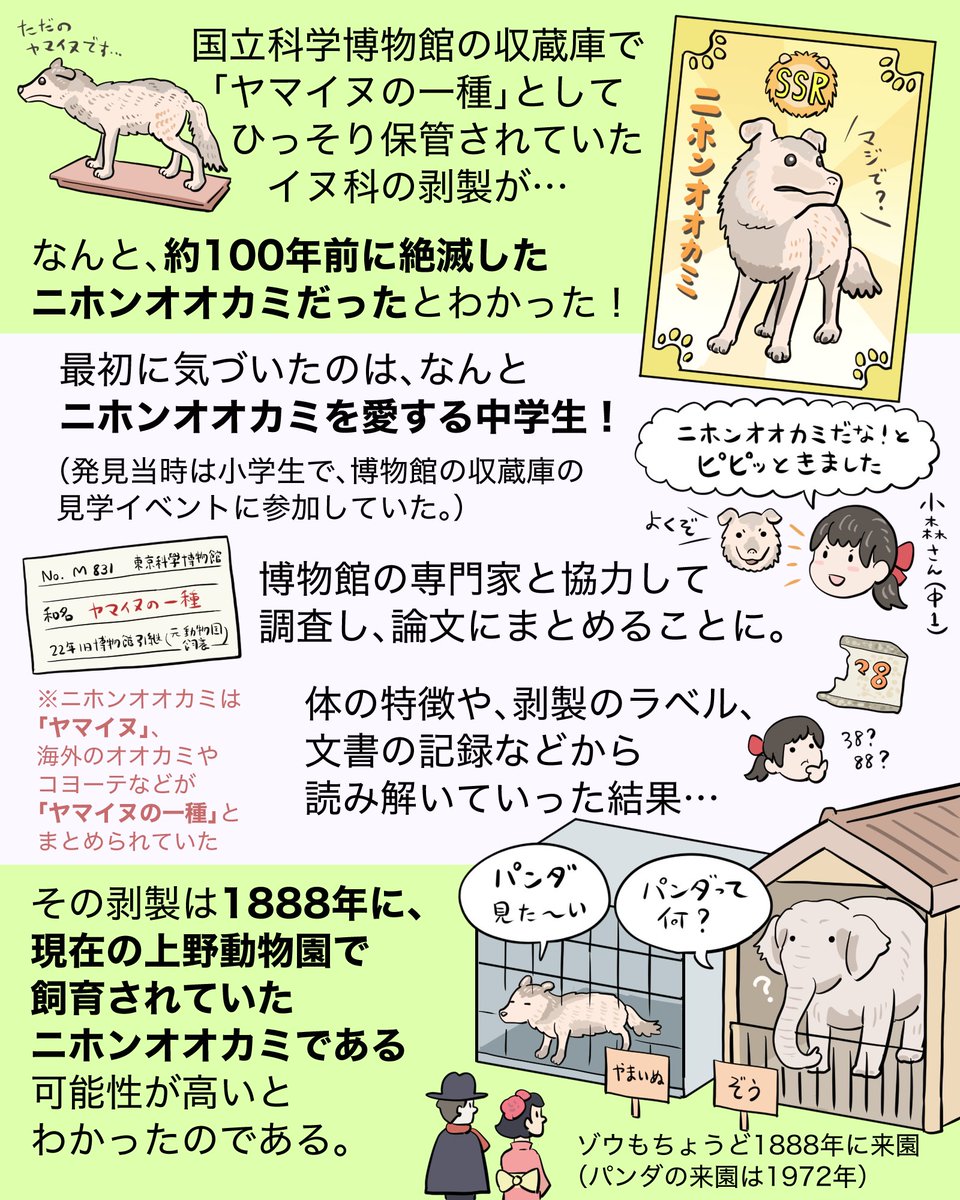 国立科学博物館にひっそり収蔵されていた「ヤマイヌの一種」の剥製が