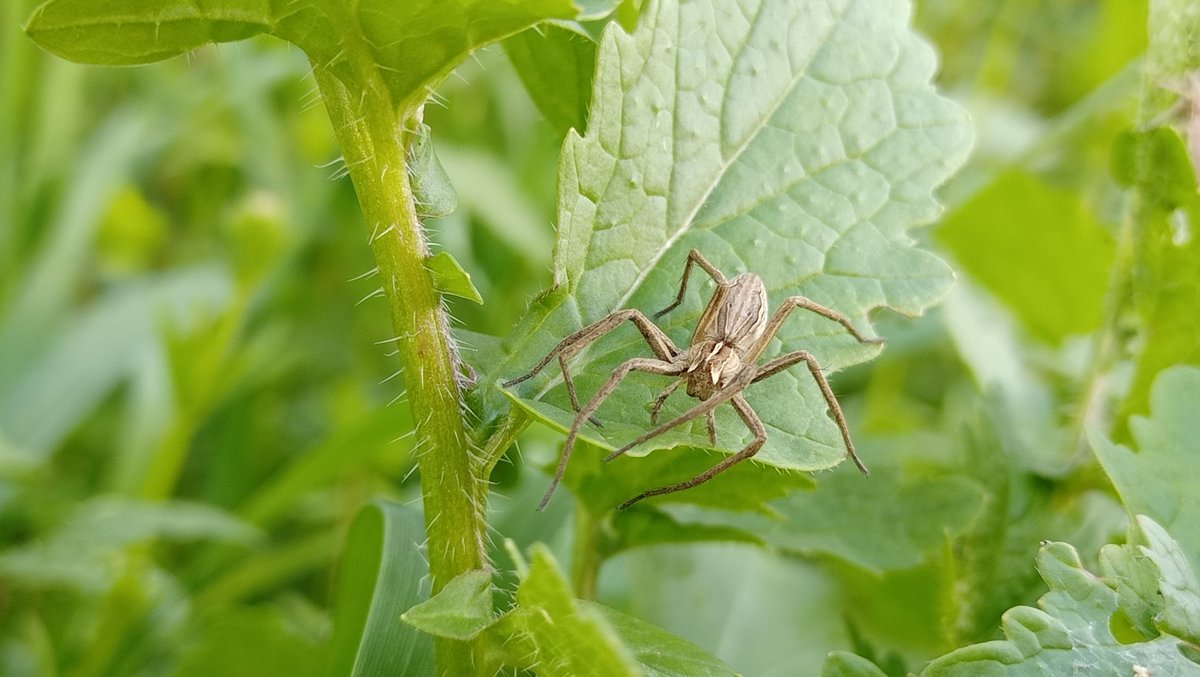 0959kedi's tweet photo. 📍Bornova/İzmir
🆔Pisaura mirabilis(♀️)
📏~1 cm
🗓️9 Mart 2024
📷0959kedi, bazı hakları saklıdır (CC BY)
🔗https://t.co/ZOF02FuHIL
#HangiTür #Spiderid #NaturePhotograhpy #Lycosoidea #Pisauridae #Pisaura #örümcek https://t.co/Khhf3JHNyY