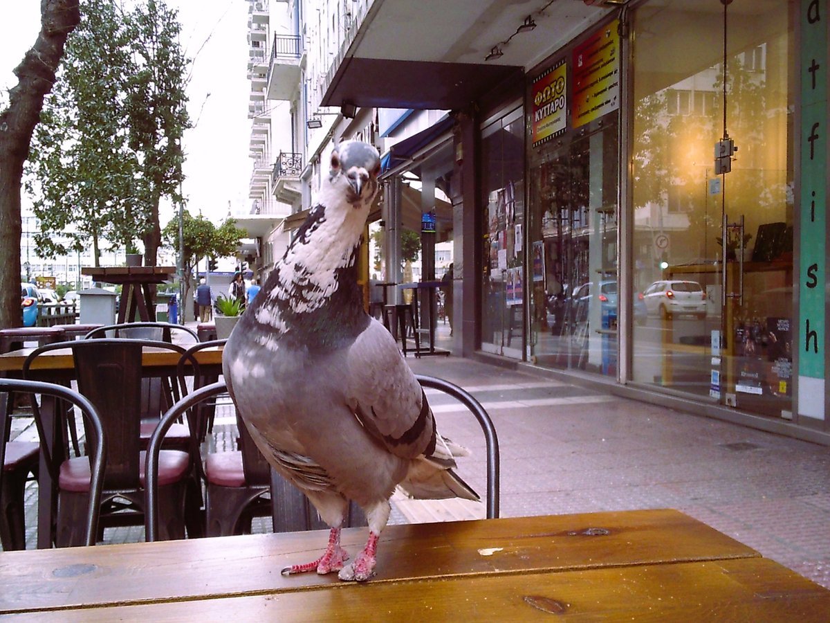 elenaarv's tweet photo. A visitor on my table...
@photo by Elena A. https://t.co/Brk96HqGAO