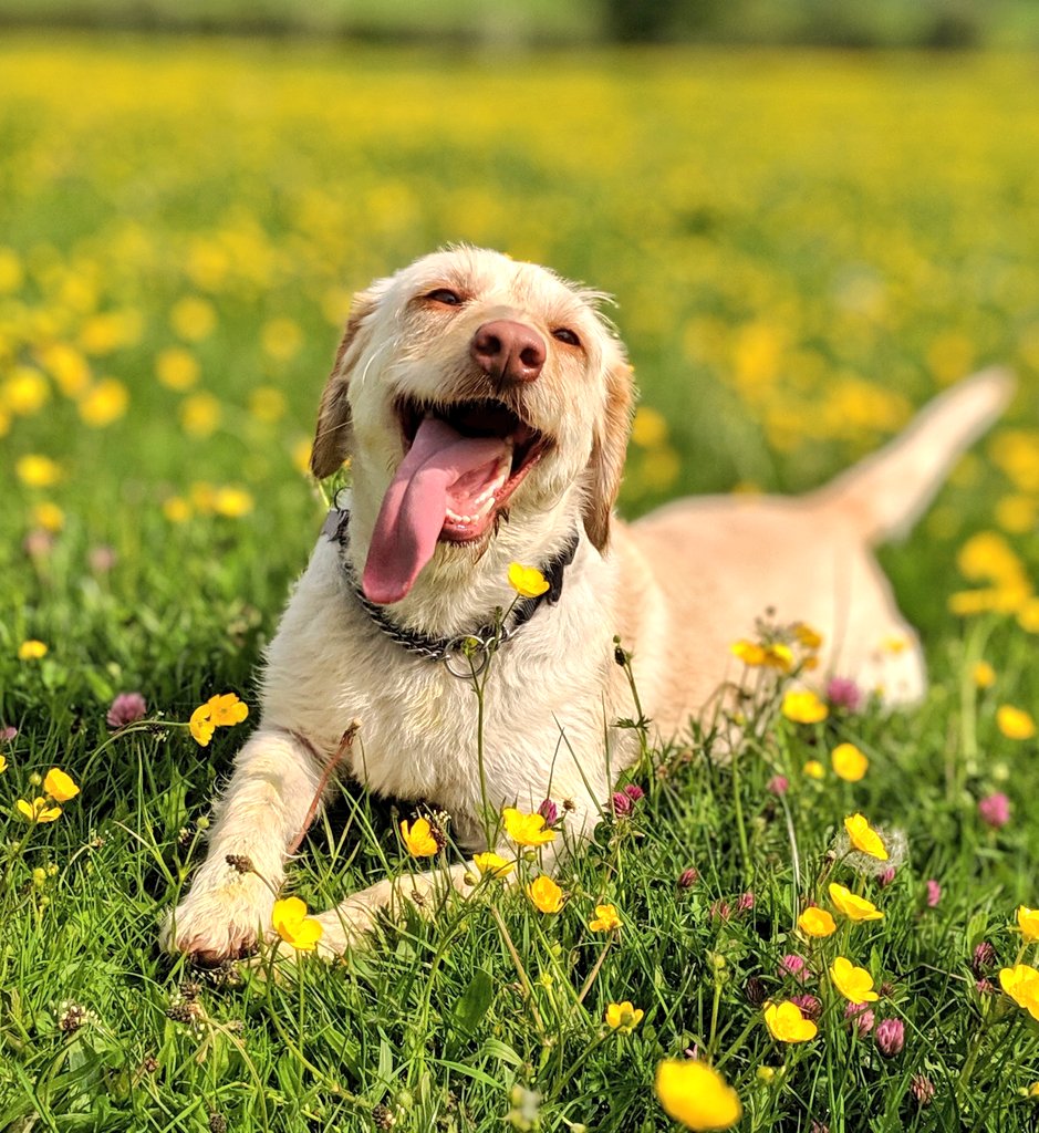 This weekend is the #Crufts and #Scruffts finals. 🐩🐕🐾
Let's celebrate our <a href="/DogsOfTurf/">Dogs Of Turf</a> by sharing your photos here ⬇️