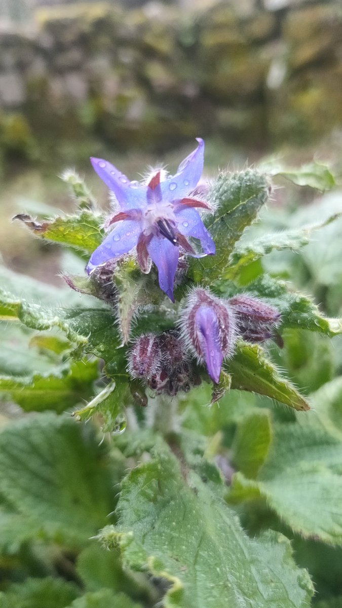 I adore borage. The plants are gorgeous and self seeds and to my surprise I noticed it was flowering this morning.