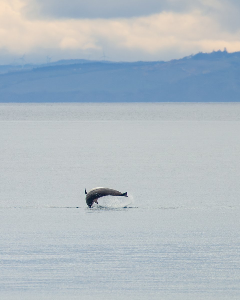 Opticron (@opticronuk) on Twitter photo The Moray Firth in northeast Scotland is one of the best places in the UK to see bottlenose dolphins. They can show up throughout the year, but sightings are most frequent from May to September.
<a href="/beccaonthewing/">Rebecca Gibson</a> The Moray Firth in northeast Scotland is one of the best places in the UK to see bottlenose dolphins. They can show up throughout the year, but sightings are most frequent from May to September.
<a href="/beccaonthewing/">Rebecca Gibson</a>