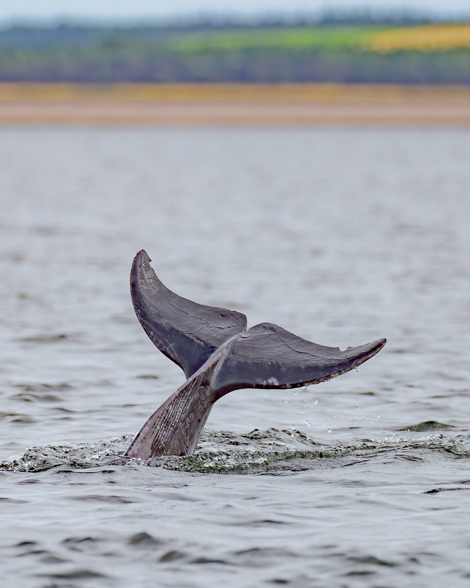 opticronuk's tweet photo. The Moray Firth in northeast Scotland is one of the best places in the UK to see bottlenose dolphins. They can show up throughout the year, but sightings are most frequent from May to September. 

@beccaonthewing https://t.co/uUTnY7YeFl