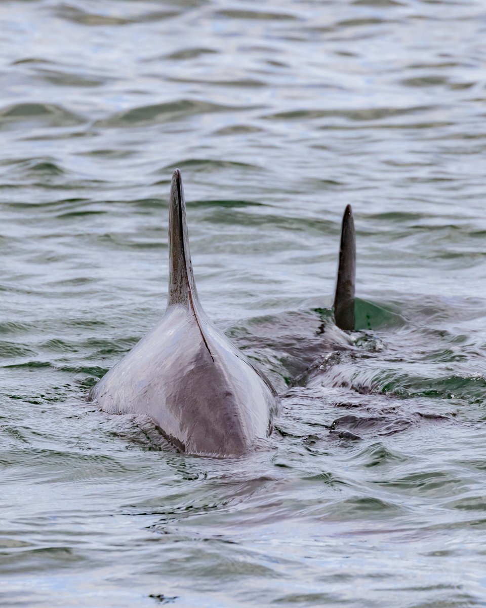 opticronuk's tweet photo. The Moray Firth in northeast Scotland is one of the best places in the UK to see bottlenose dolphins. They can show up throughout the year, but sightings are most frequent from May to September. 

@beccaonthewing https://t.co/uUTnY7YeFl