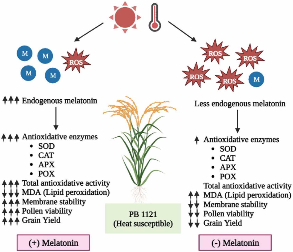 Dipankar barman (@dipankar_pdd) on Twitter photo Happy to share our research publication in the journal Environmental and Experimental Botany on melatonin induced heat stress tolerance mechanism #melatonin
@ELSenviron <a href="/MelatoninPlants/">Plant-melatonin interaction</a> <a href="/sciencedirect/">Elsevier | ScienceDirect</a>
doi.org/10.1016/j.enve…
Thank to all the co-authors Happy to share our research publication in the journal Environmental and Experimental Botany on melatonin induced heat stress tolerance mechanism #melatonin
@ELSenviron <a href="/MelatoninPlants/">Plant-melatonin interaction</a> <a href="/sciencedirect/">Elsevier | ScienceDirect</a>
doi.org/10.1016/j.enve…
Thank to all the co-authors