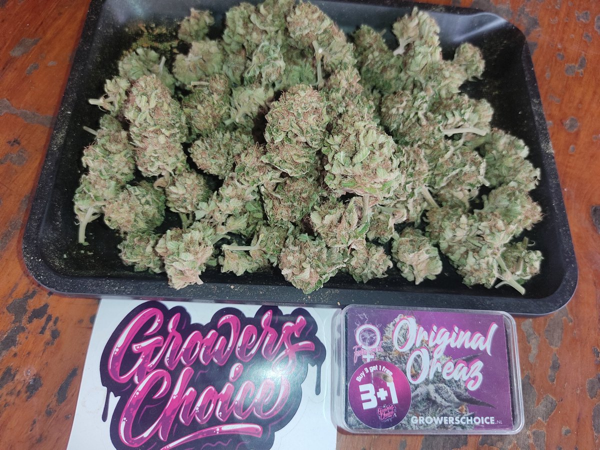 viewkim's tweet image. มีงานโฮมกราว ไม่ถึงร้อย  พันลำ 30 บาท thc 30+ ส่งฟรีทั่วไทย ดอกมีโปร 50 กรัม 3000
line viewson5x
#กัญชาเสรี #กัญชา #กัญชาเชียงใหม่
#กัญชาราคาถูก #กัญชาราคาส่ง     #กัญชาลำปาง #เมา #weed #og #สายเขียว #QueenOfTears #widm #กดบัตรแฟนมีตลางสังหรณ์ #พธเท่กี่โมง #ไอติมนม #Glory