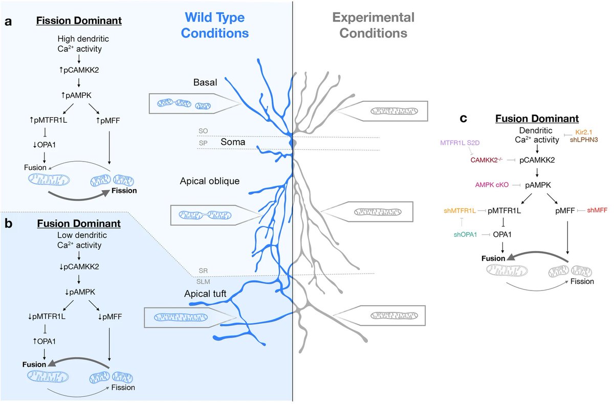 Happy Sunday Mito-folks! Don't miss this rich selection of papers related to mitochondrial medicine presorted by @Bims_BiomedNews biomed.news/bims-mitmed/20… CAPTURE: compartmentalization of mitochondria morphology through regulation of fusion-fission balance in neurons in vivo