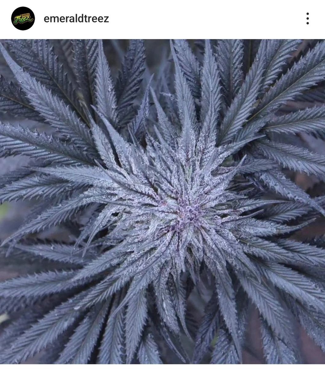 TreezEmerald's tweet photo. We are on Instagram too!  Please give us a follow. 
Khandahar Black by @PStarseed420 coming soon to Oklahoma! https://t.co/RQSozSQGet