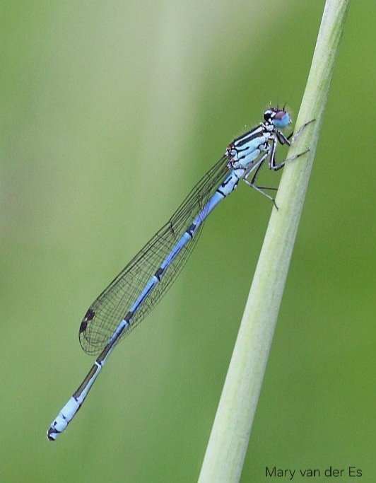 maryvanderes's tweet photo. #Dag10 van #libellente .

De #Variabele_waterjuffer  #Coenagrion_pulchellum #Variable_damselfly (R). 

En de #Azuurwaterjuffer #Coenagrion_puella #Azure_damselfly  (L).

@KatsmanJan @vlinderNL
@entomologyArt . https://t.co/ZgKPPOQ7qo
