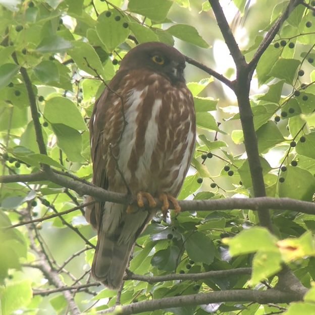 ku_toriken's tweet photo. 京都大学に合格された方！合格おめでとうございます！

京大野鳥研究会は主に大学周辺で野鳥観察を行うサークルです。
京都御苑や鴨川を歩くだけでも多くの鳥に出会うことができます。

鳥を見に行ったことのない方や京大生以外の入会も歓迎します！
是非ご連絡ください。

＃春から京大 https://t.co/1os1OOO36D