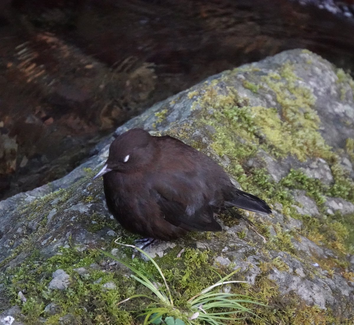 ku_toriken's tweet photo. 京都大学に合格された方！合格おめでとうございます！

京大野鳥研究会は主に大学周辺で野鳥観察を行うサークルです。
京都御苑や鴨川を歩くだけでも多くの鳥に出会うことができます。

鳥を見に行ったことのない方や京大生以外の入会も歓迎します！
是非ご連絡ください。

＃春から京大 https://t.co/1os1OOO36D