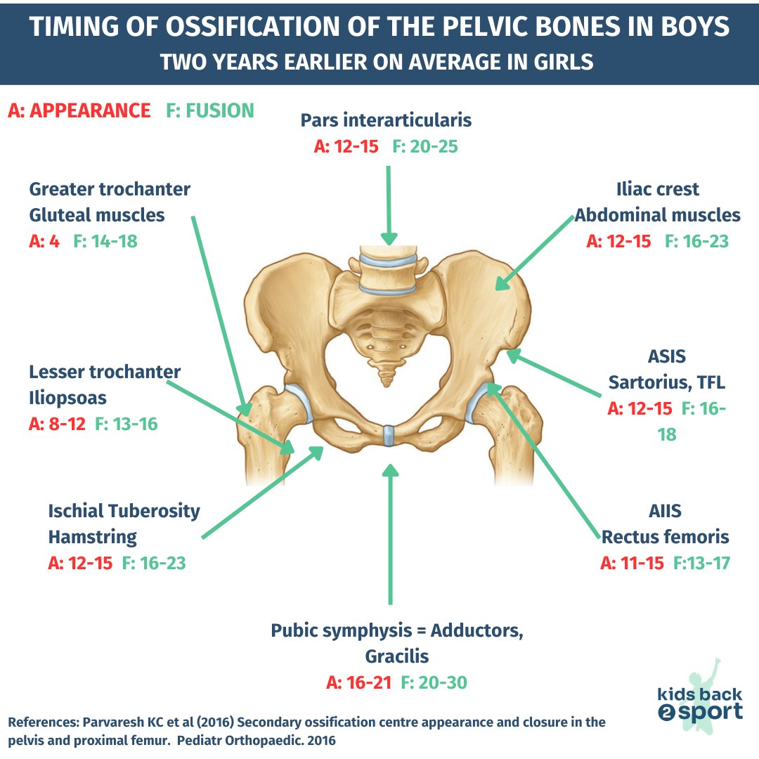 When making a diagnosis in an MSK patient aged < 30 do you consider: 1. Timing of fusion of the 2’ ossification centres 2. Maturation 3. MSK Paediatric Pathology Ossification occurs in a predictable sequence. Click here to learn more mailchi.mp/35359cd39e7e/o…