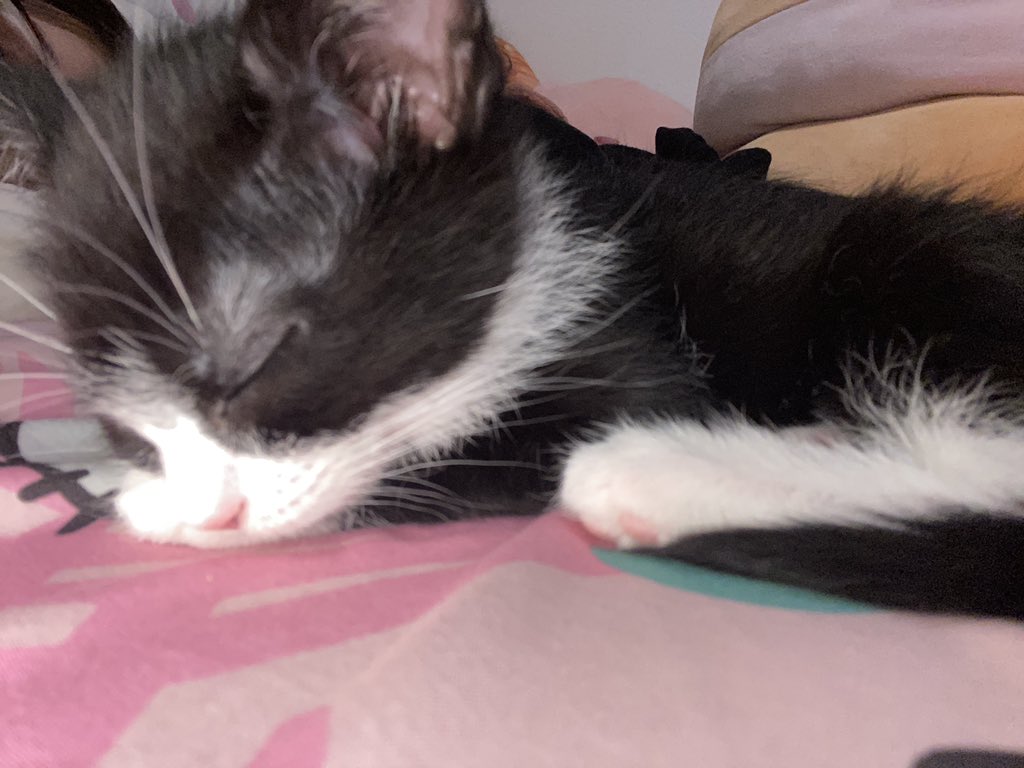 kota17_'s tweet photo. cat realness https://t.co/C3fl6qiNzC