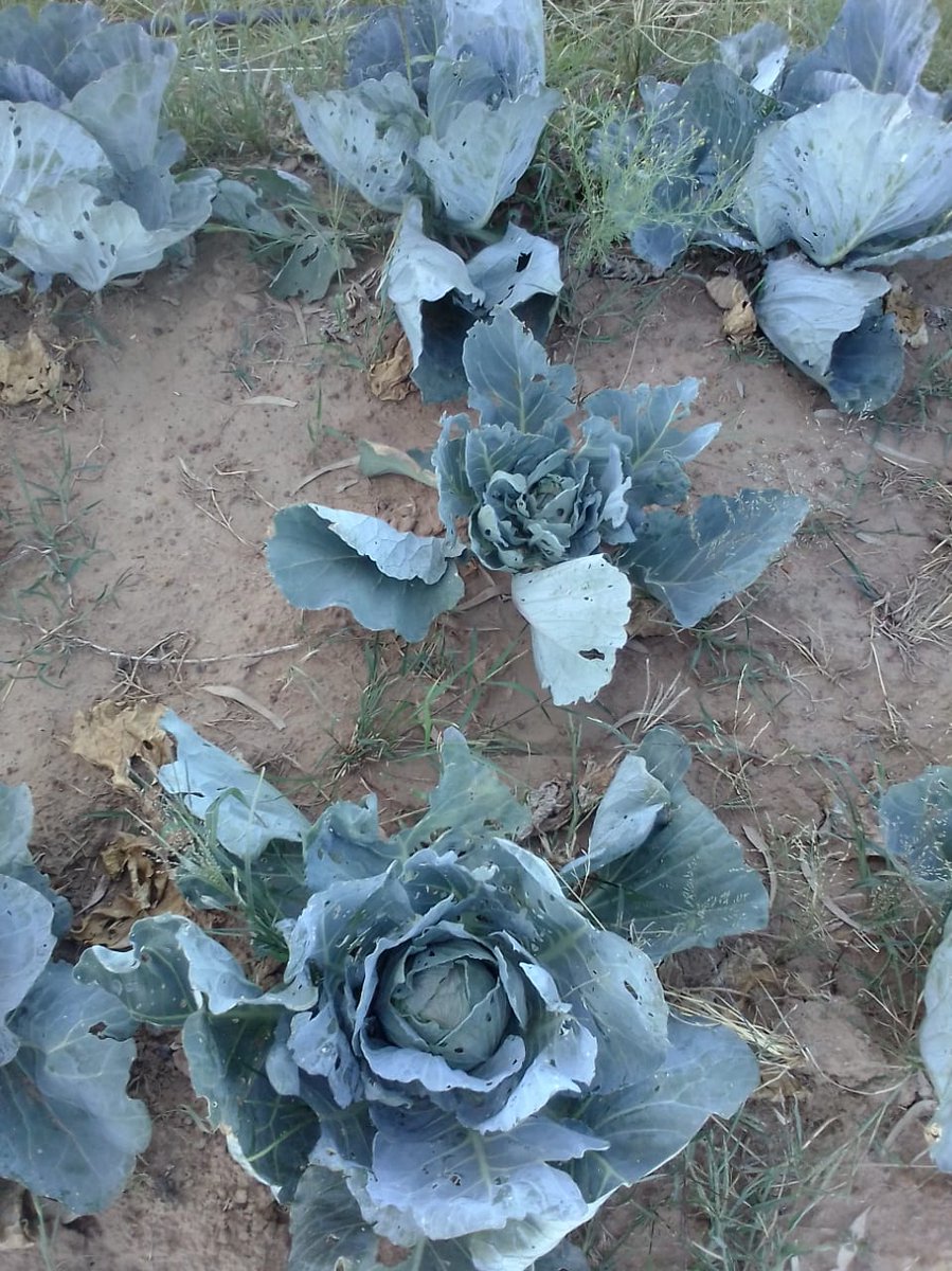 Mitchie1805's tweet photo. The debilating drought is a worldwide threat, threatening food systems and ecosystems. https://t.co/gKSTQkWZB3
