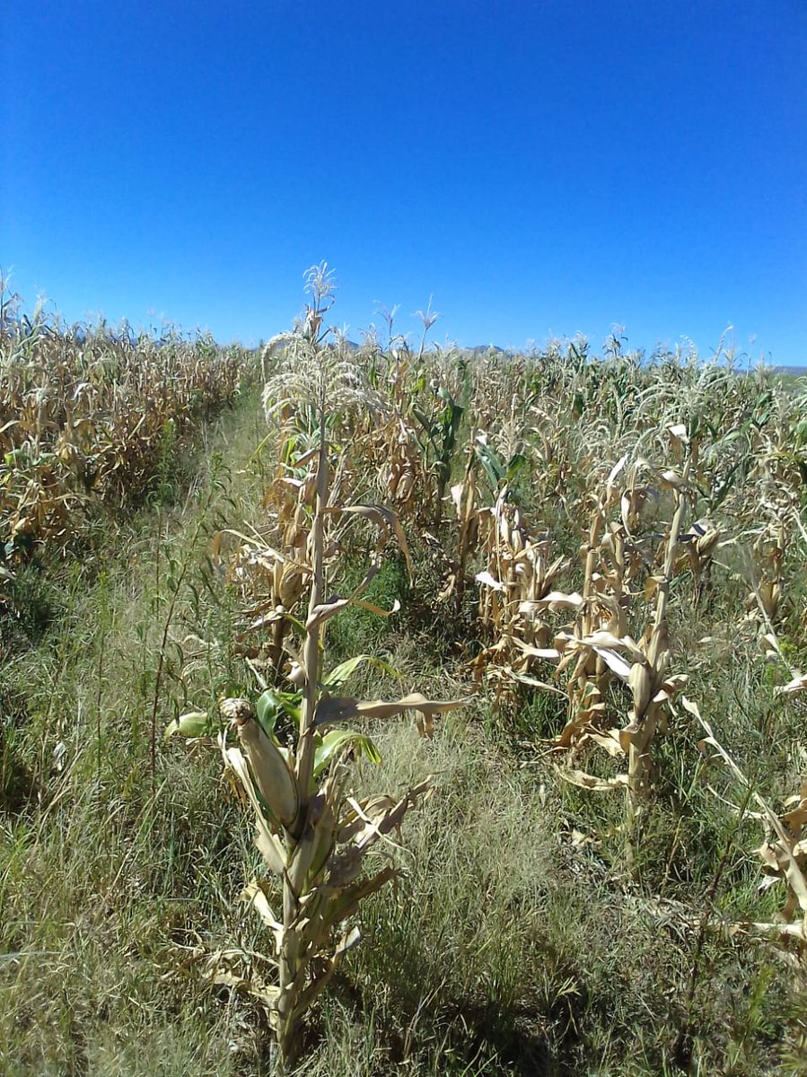 Mitchie1805's tweet photo. The debilating drought is a worldwide threat, threatening food systems and ecosystems. https://t.co/gKSTQkWZB3