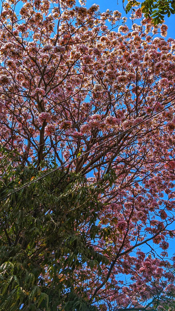 immortalwarlo90's tweet photo. Spring season .... ❤️ https://t.co/F9tHd3BhZW