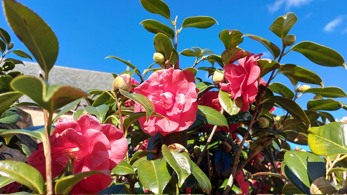wendiihouse's tweet photo. Flowers out this week #springtime #gwanwyn @S4Ctywydd @metoffice @bbcweather @itvweather #colourscape https://t.co/g2h7RYaodX
